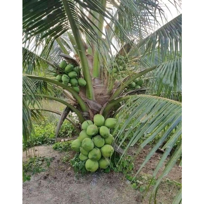 POHON BIBIT KELAPA HIBRIDA IJO POHON KELAPA GENJAH IJO HIBRIDA