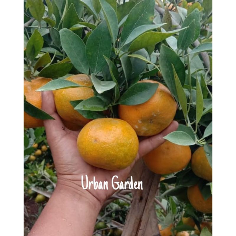 TANAMAN JERUK KEPROK SIAM MADU