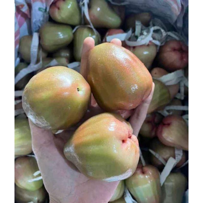 

JAMBU CINCALO MANIS 1KG KWALITAS TERBAIK