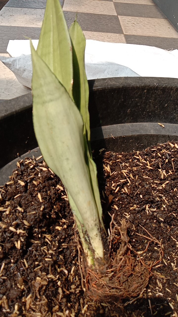 Tanaman Indoor Sensivera Moonshine - Tanaman Hias Sensivera Moonshine