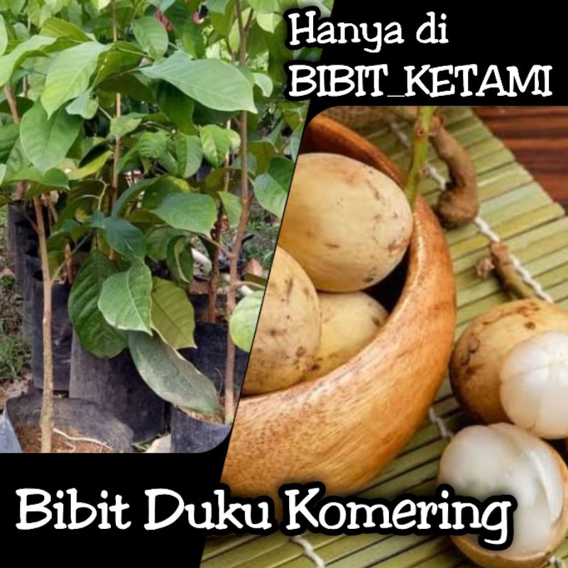 Bibit Duku Komering - Kategori Standart (ORIGINAL)