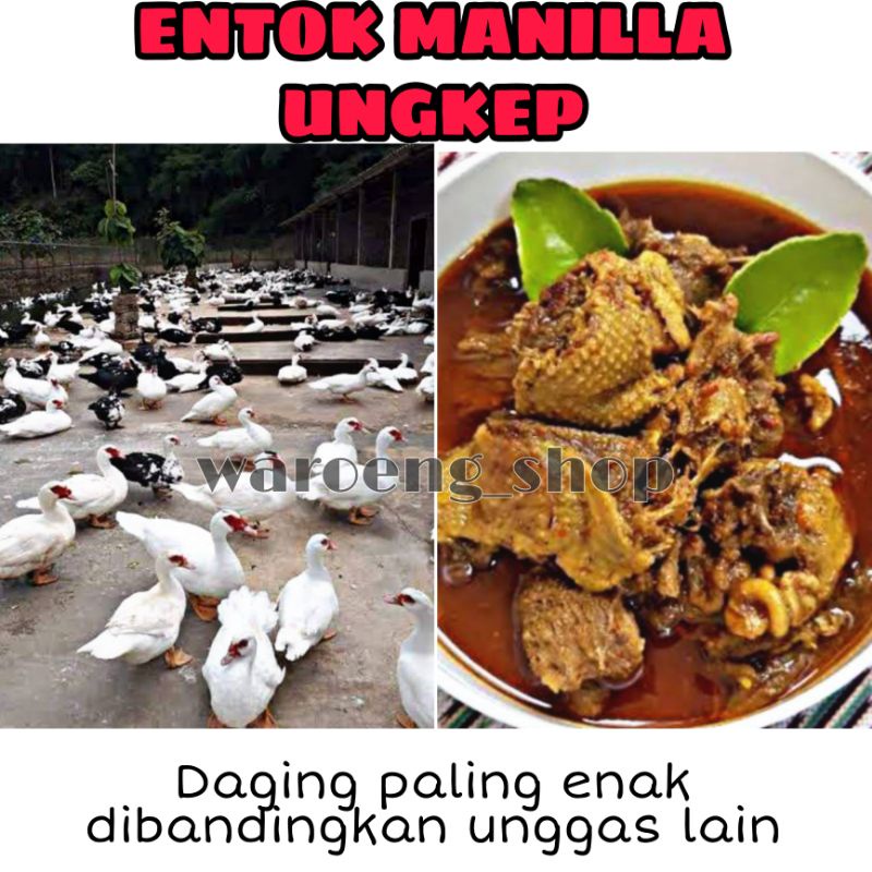 ENTOK MANILA UNGKEP  (bukan bebek,ayam,)