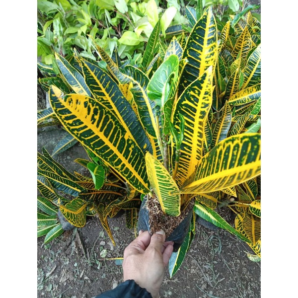 Tanaman hias puring proton / tanaman puring peda