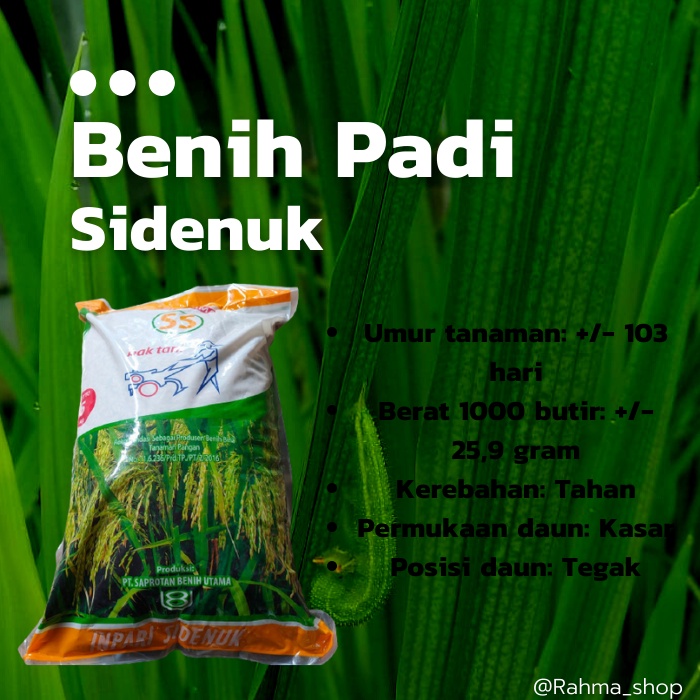 BENIH PADI INPARI SIDENUK BIBIT PADI UNGGUL BERSERTIFIKAT