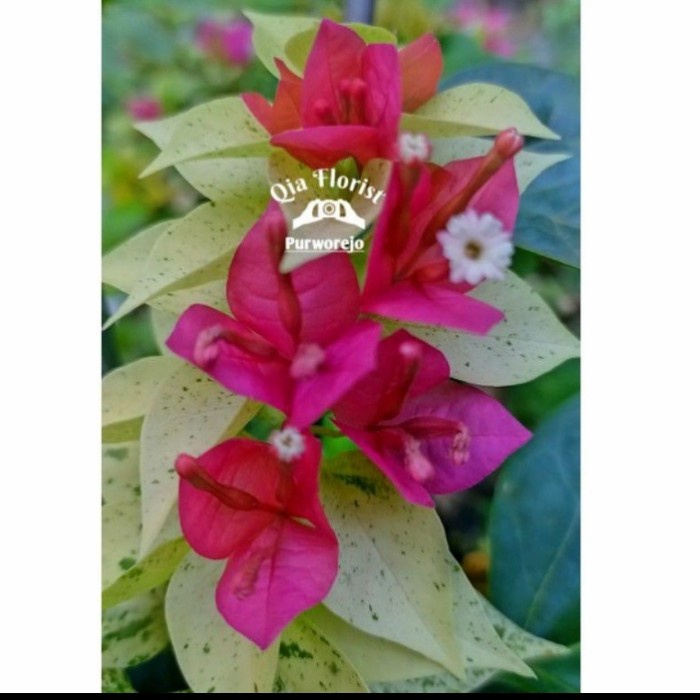 PROMOTANAMAN HIAS BUGENVIL JEWEL SUTRA ORIGINAL TRBARU