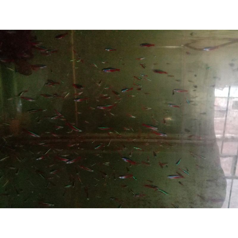 ikan hias cardinal tetra