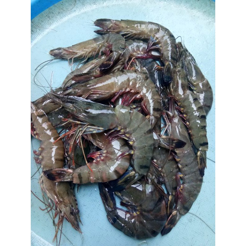 

UDANG PANCET (PP) SEGAR 1KG