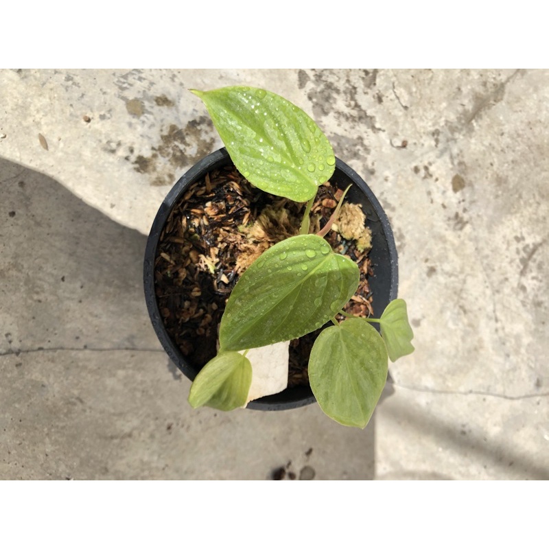 philodendron Majestic