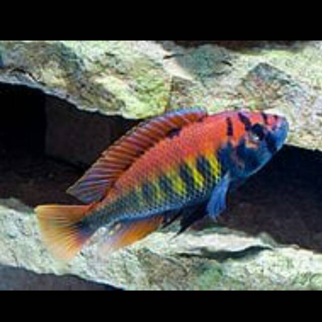 Ikan Haplochromis Nyererei African Cichlid Tawar