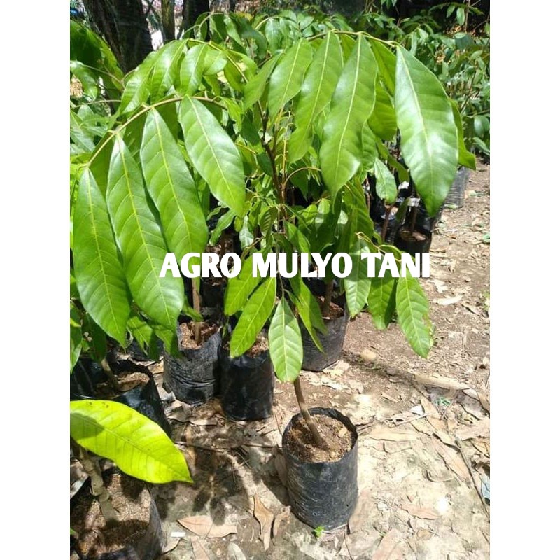 New Bibit Buah Kelengkeng New Cristal Hasil Okulasi Cepat Berbuah