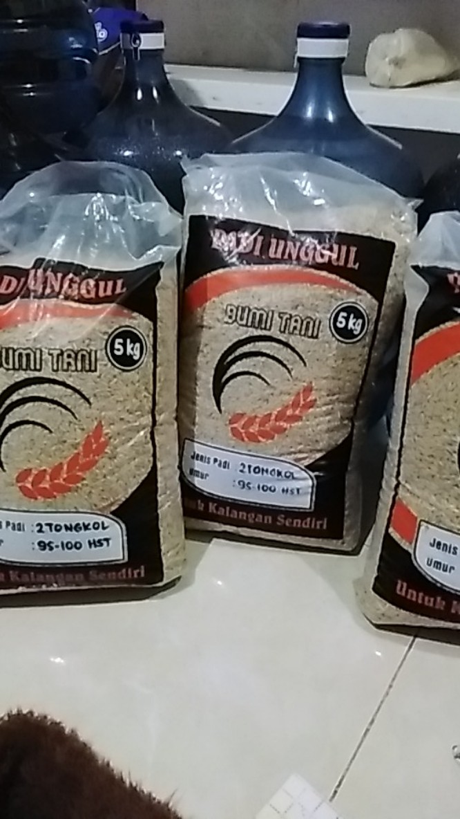 Benih Padi Tongkol Dua 5kg - Tongkol 2 - 2t