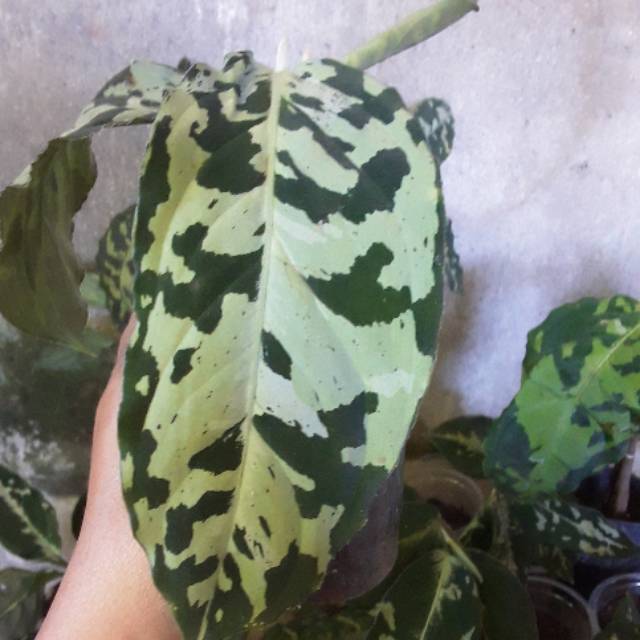 Pictum bicolor remaja silver