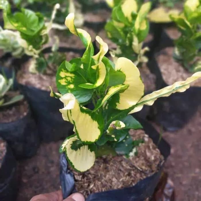 tanaman hias puring apel kuning - puring apel