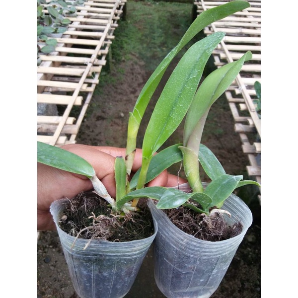 Anggrek Cattleya Remaja