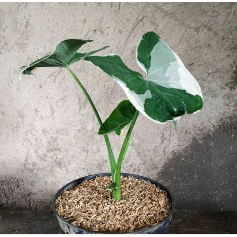 Tanaman Hias Keladi Kantong Semar Varigata / Caladium Varigata