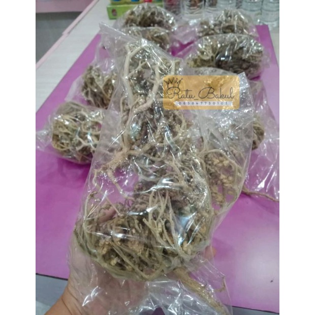 

rumput fatimah pelancar bersalin kaff maryam flower