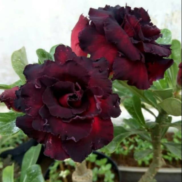 Bibit bunga kamboja adenium Black dragon-0