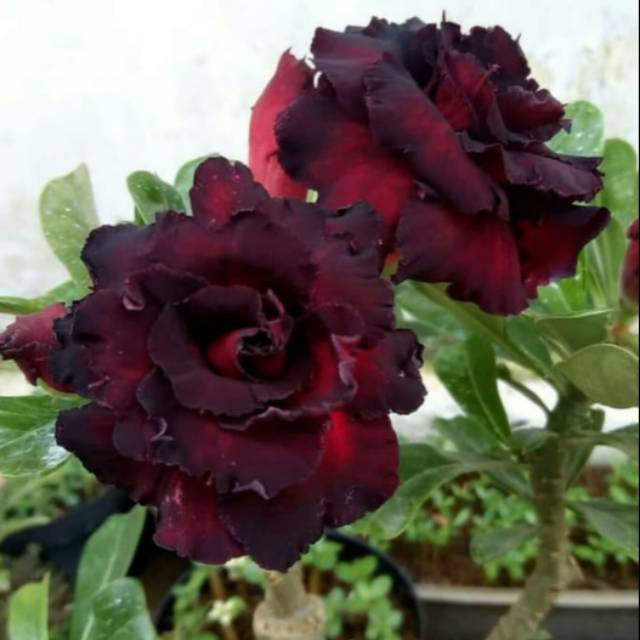 

Bibit bunga kamboja adenium Black dragon