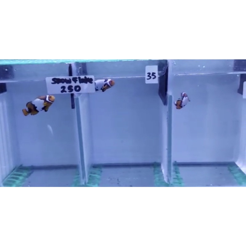 Ikan Hias Air Laut Nemo Hybrid Snowflake