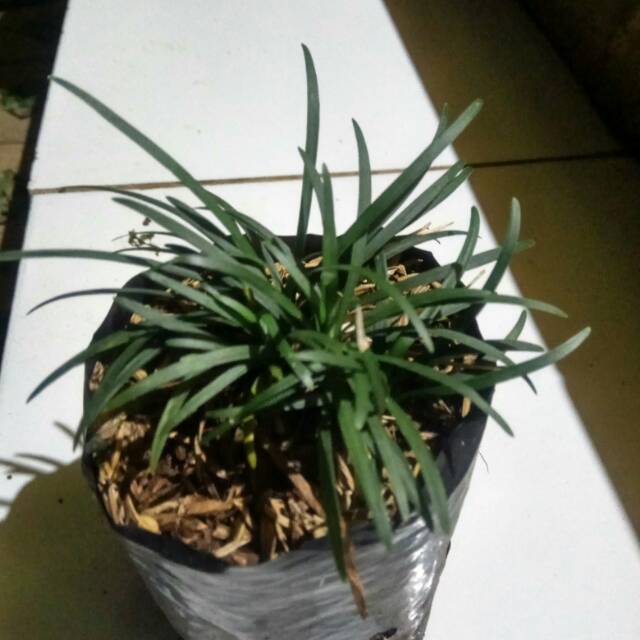 Ophiopogon japonicus /Tanaman hias kucai mini /rumput gunung