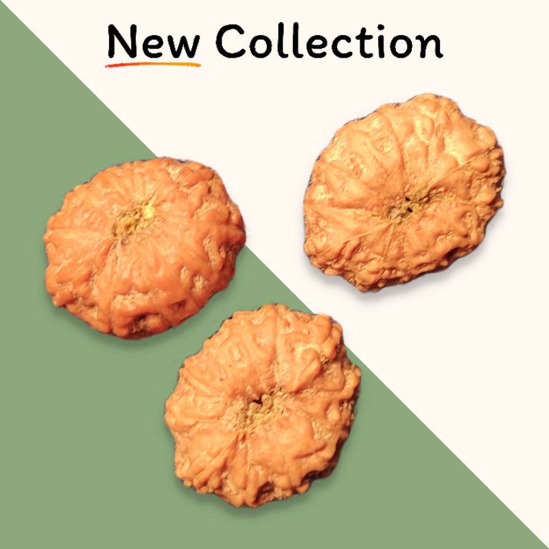 Mukhi 12 size 18mm (1,8cm) up