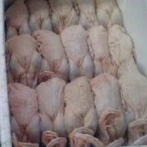 

Bebek Peking Karkas Frozen & Fresh 1 & 2 Kg (A.4)