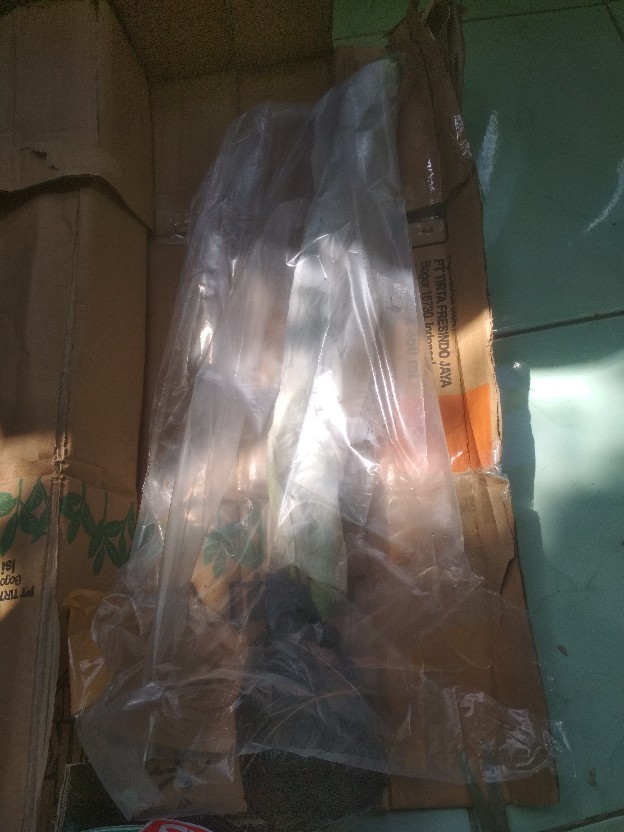 Tanaman Hias Keladi  Alocasia Silver /keladi Liku Sp Hutan