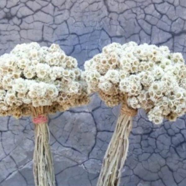 ♥NEW♥ BUNGA EDELWEIS BUDIDAYA PETANI GUNUNG LAWU / BUNGA KERING / EDELWEIS /BUNGA DEKORASI /BUNGA HI