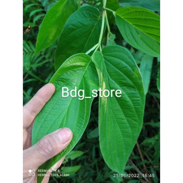 

daun sirih hutan frest 500 gram