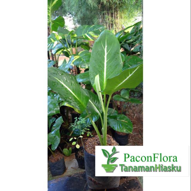 BLANCENG NEON / TANAMAN HIAS BLANCENG NEON