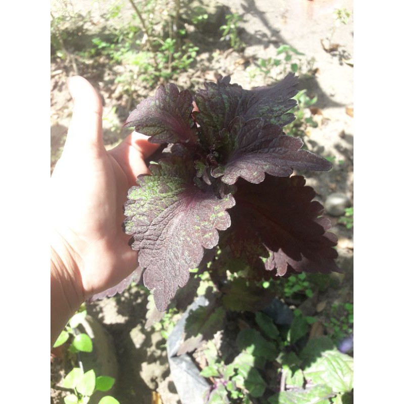 40 Jenis Tanaman Miana/Bunga Miana