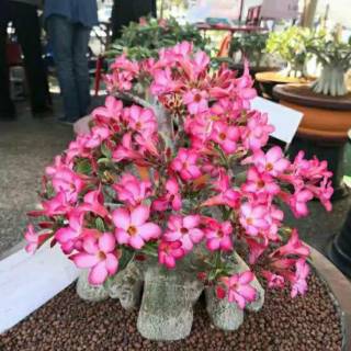Bunga Kamboja / Adenium pink | Shopee Indonesia