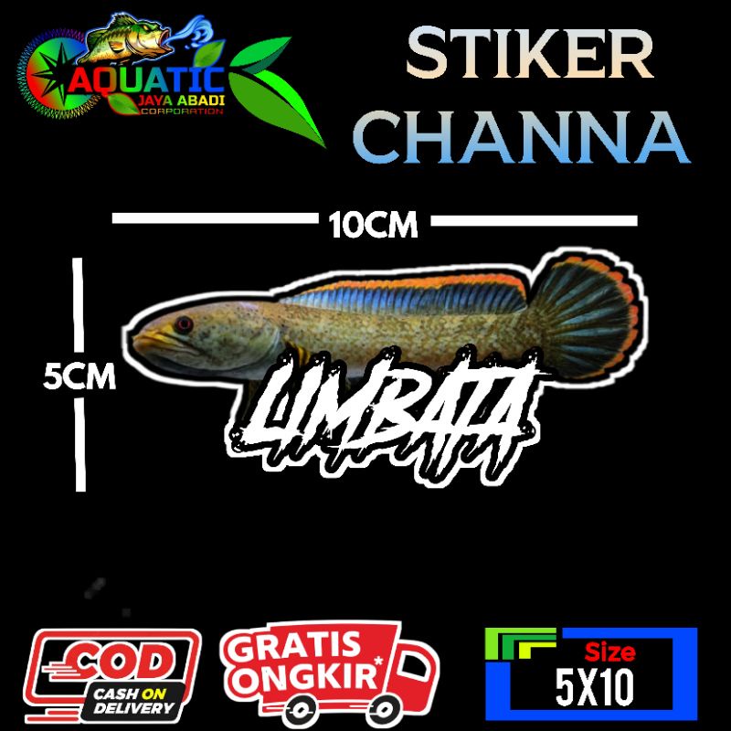 Stiker Channa Limbata