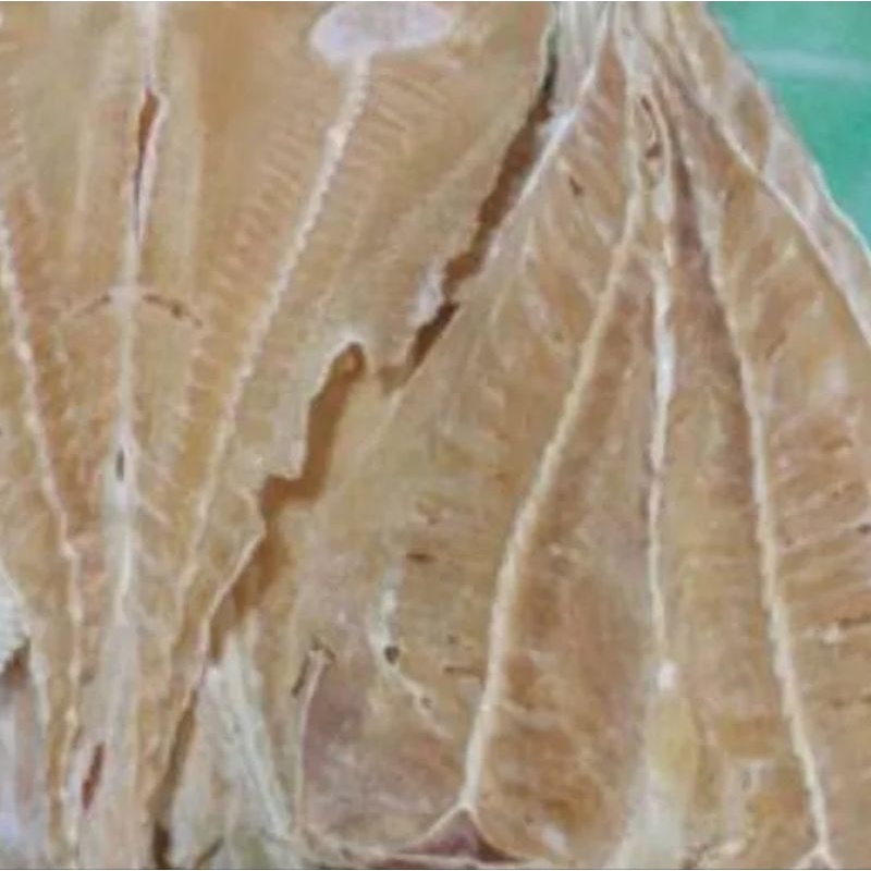 

ikan asin pari 250 gr