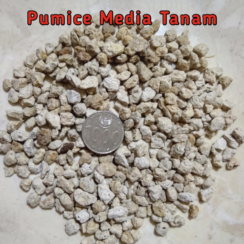 Pumice Media Tanam Kaktus Sukulen Anggrek | Batu Apung | Batu Penjernih Aquarium