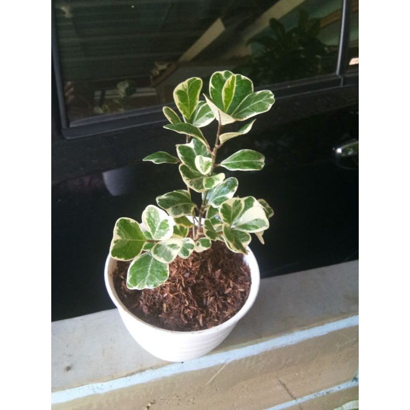 Ficus Variegata