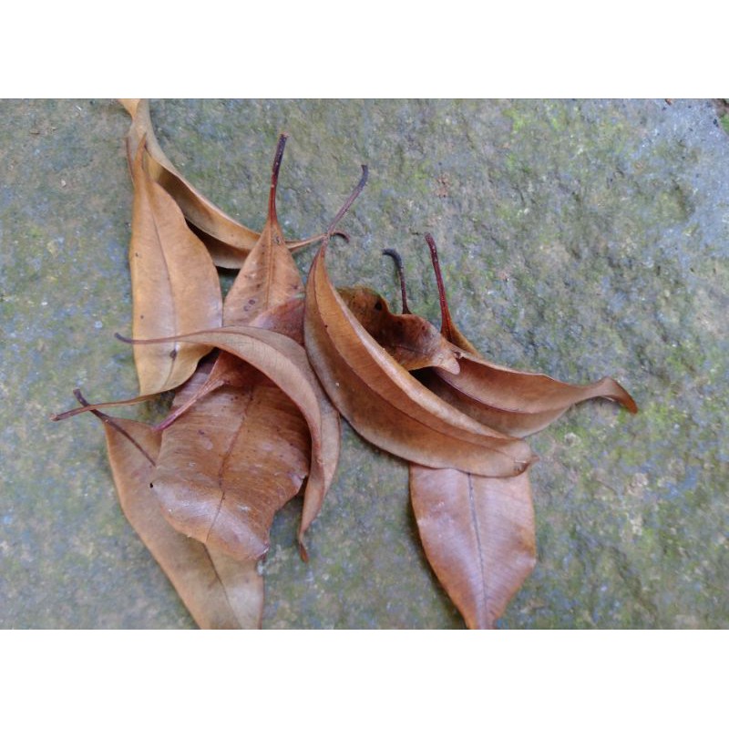 

Daun Cengkih Kering Termurah 500gram