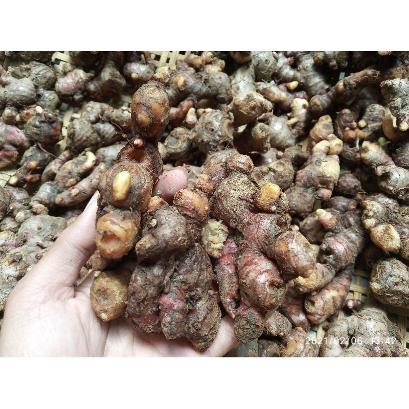 

Jahe Merah Bersih Super Dari Petani 1kg