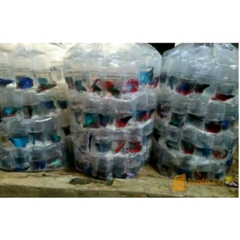 ikan cupang halfmoon jantan paketan 20ekor ukuran s+)+bonus