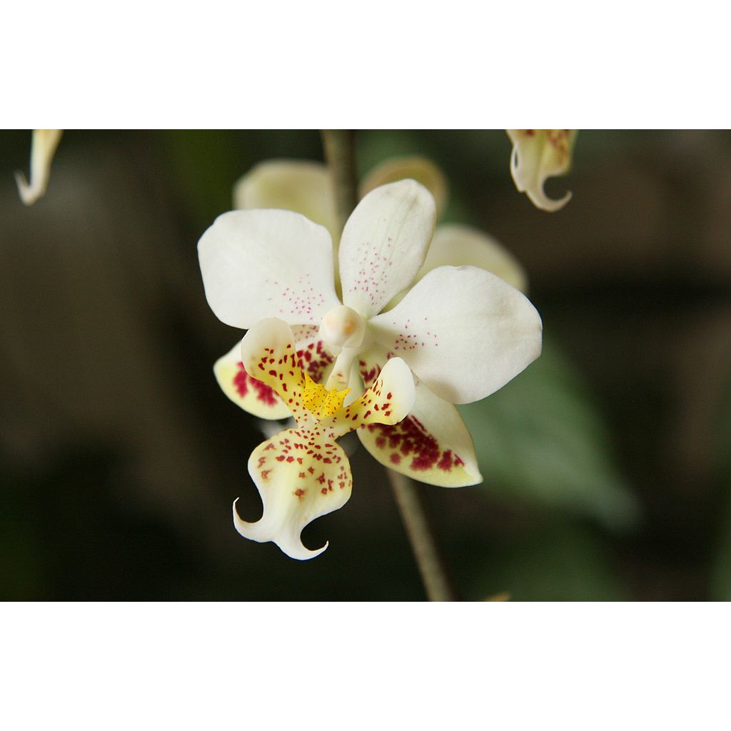 Anggrek Phalaenopsis Stuartiana