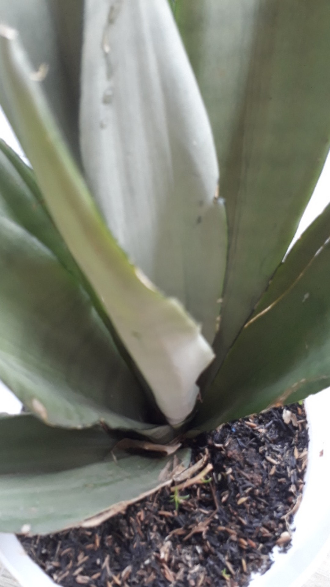 Sensivera Moonshine-tanaman Sensivera Moonshien