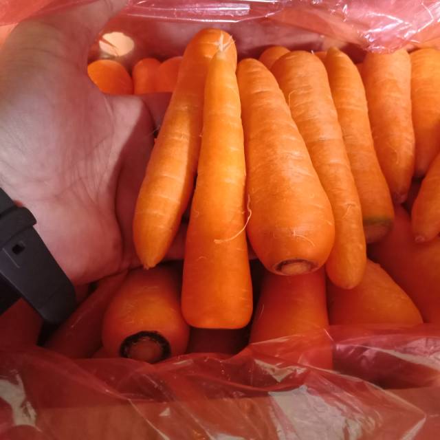

Wortel / Carrot bibit kualitas import berat 1 kg dan 500 gr fresh setiap hari segar dan berkualitas.
