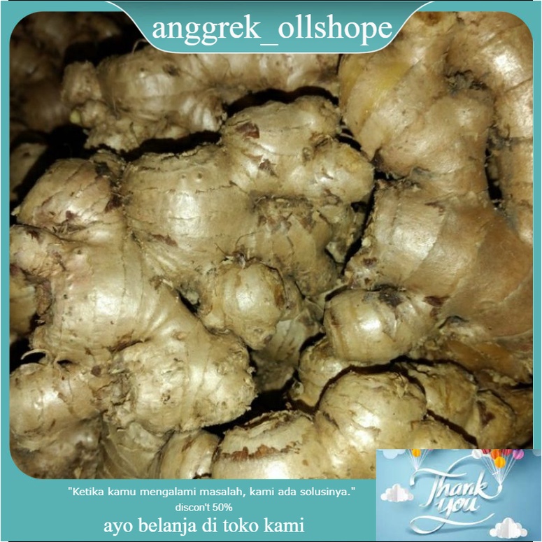 

Jahe Gajah, Jahe putih 1kg, bisa buat bibit