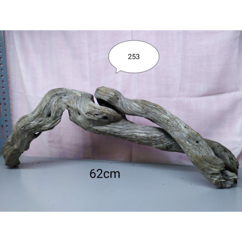 Kayu Santigi Laut / Sentigi Laut Karang Tenggelam Aquarium Aquascape