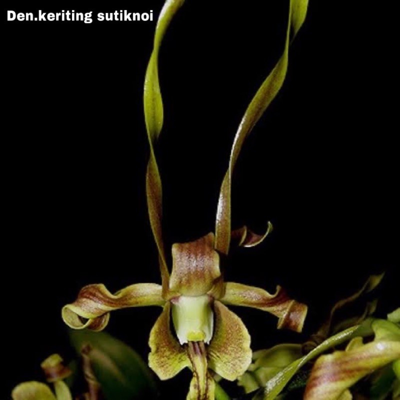 ANGGREK KERITING SUTIKNOI
