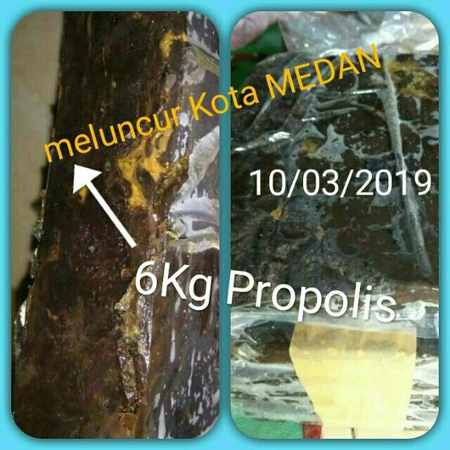

Raw Propolis Trigona