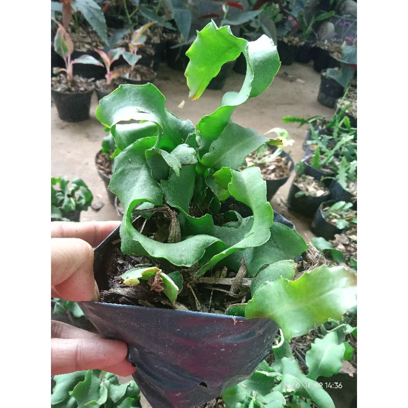 tanaman hias Wijaya Kusuma tanduk - Wijaya Kusuma