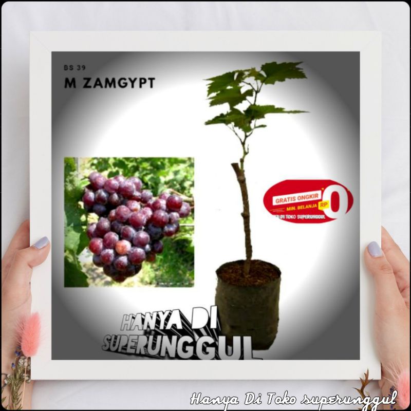 Bibit Anggur Import Jenis M Zamgypt