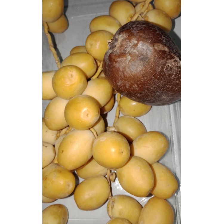 

Paket promil buah zuriat + kurma muda / rhutob grosir