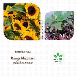 Benih-Bibit Bunga Matahari Merah Valvet Queen (Haira Seed